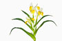 Iris bucharica, Geweihiris