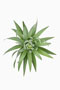 Frittilaria persica, Persische Frittilarie