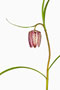Frittilaria meleagris, Gewöhnliche Schachbrettblume