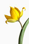 Tulipa sylvestris, Weinberg-Tulpe