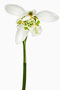 Galanthus Flore Pleno, Schneeglöckchen, gefüllt