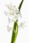 Hyacinthoides hispanica, Spanisches Hasenglöckchen