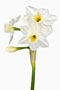 Narcissus tacetta, Echte Tazette