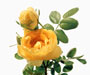 Rosa foetida ˈPersianaˈ Lem., Sektion Pimpinellifoliae, Bibernellrosen, eingeführt 1833 aus Persien (Iran), Bestell-Nr. 4010