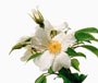 Rosa gigantea Coll. ex Crép., Sektion Chinenses, Wildrosen, eingeführt 1889 aus Birma (Myanmar), Bestell-Nr. 4011