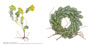 Euphorbienkranz / Euphorbia myrsinites, Bestell-Nr. 927